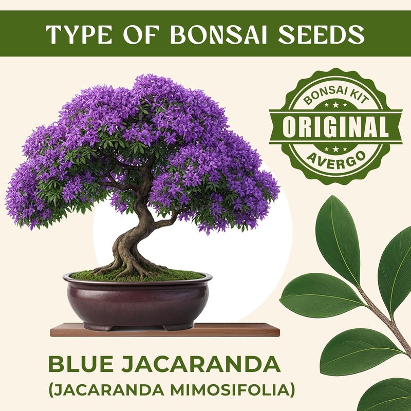 AVERGO Bonsai Starter Kit – Growing Jacaranda Bonzai Tree | Complete Indoor Tree Kit for Growing Plants with Tools & Planter – Gardening Gifts for Mother, Women & Men - Image 2